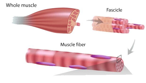 Muscle Fiber