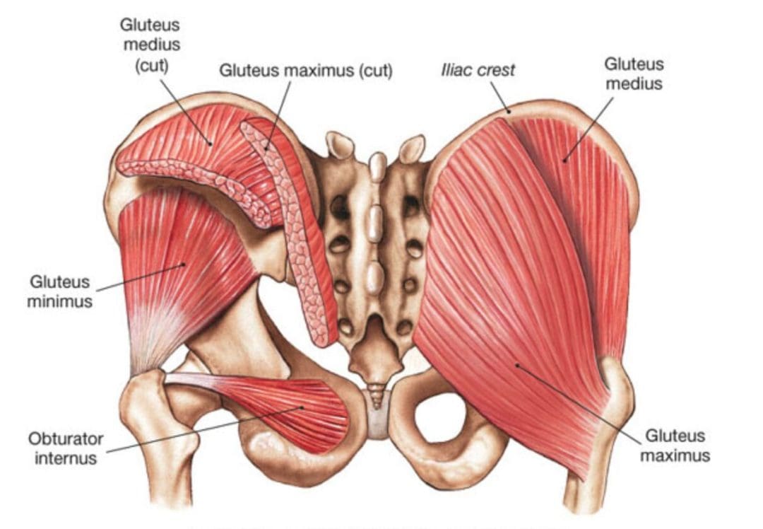 glute anatomy image